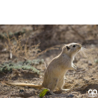 گونه جربیل بزرگ Great Gerbil